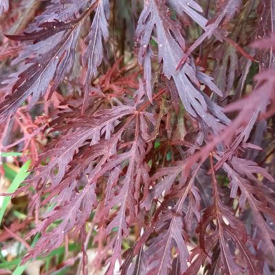 Acer matsumurae 'Inaba-shidare'