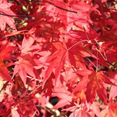 Acer palmatum 'Bloodgood'