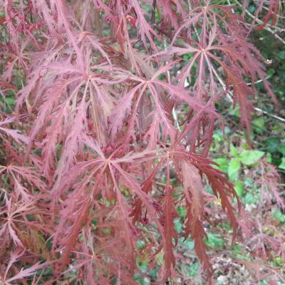 Acer palmatum 'Dissectum Garnet'