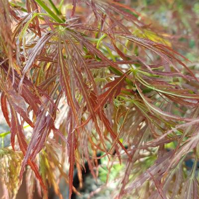 Acer palmatum 'Dissectum Rubrifolium'