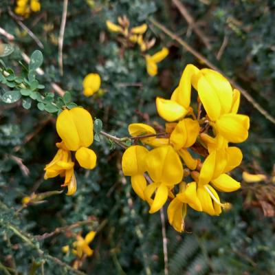 Adenocarpus complicatus