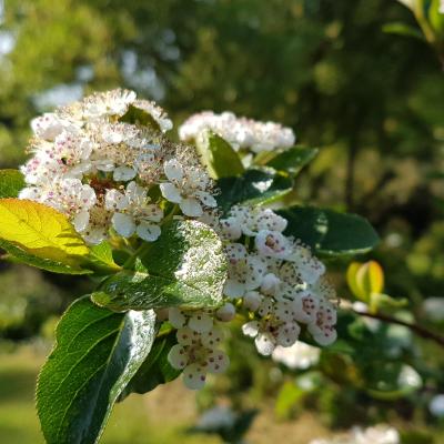 Aronia arbutifolia 'Erecta'