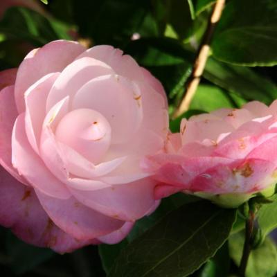 Camellia japonica 'Desire'