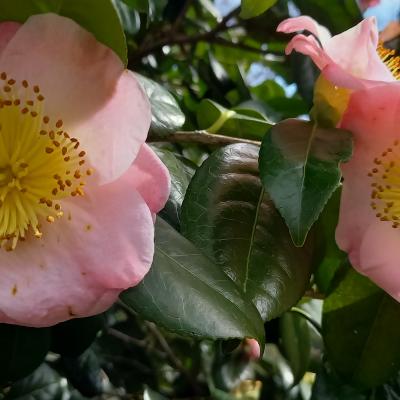 Camellia japonica(Higo) 'Furo-an'