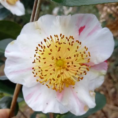 Camellia japonica(Higo) 'Kyô-nishiki'