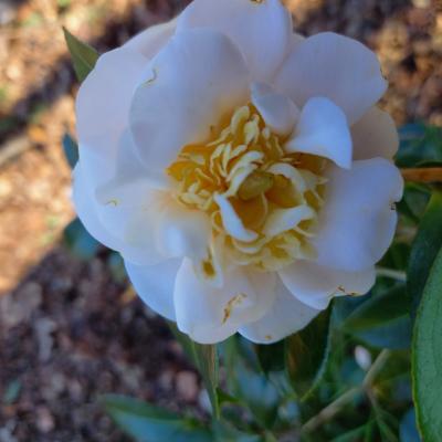 Camellia japonica ssp. rusticana 'Botanyuki'