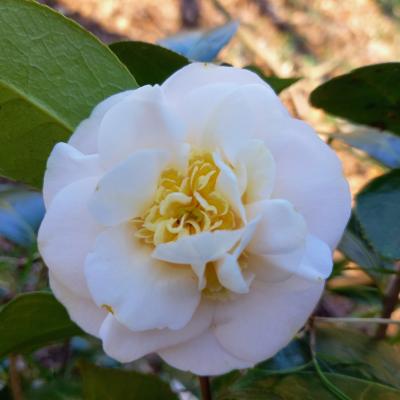 Camellia japonica ssp. rusticana 'Botanyuki'