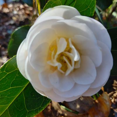Camellia japonica ssp. rusticana 'Botanyuki'