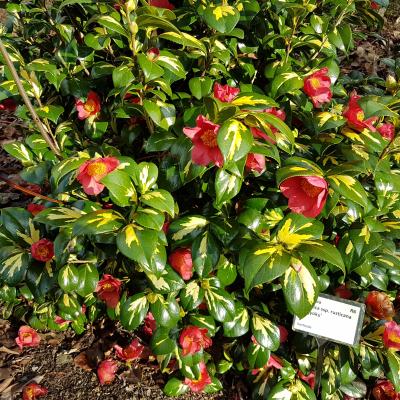Camellia japonica ssp. rusticana 'Hôgyoku'