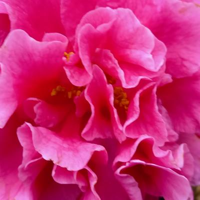 Camellia reticulata 'Debut'