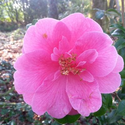 Camellia reticulata 'Inspiration'