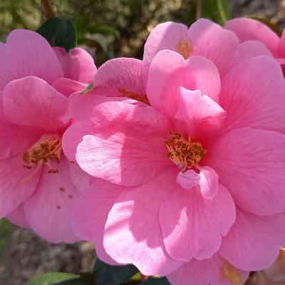 Camellia reticulata 'Inspiration'