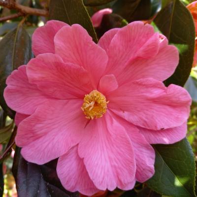 Camellia reticulata 'Interval'