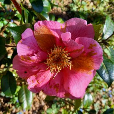 Camellia reticulata 'Kerdalo'