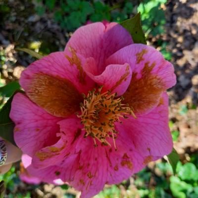 Camellia reticulata 'Kerdalo'