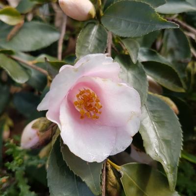 Camellia rosaeflora 'Cascade'