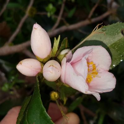 Camellia rosaeflora 'Cascade'