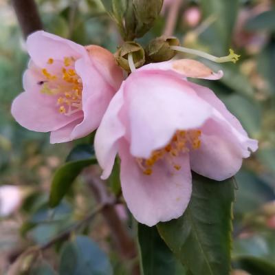 Camellia rosiflora 'Roka'
