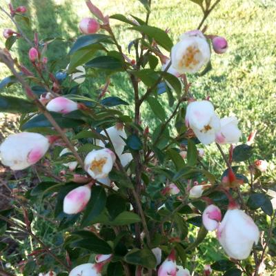 Camellia rosthorniana CUPIDO®