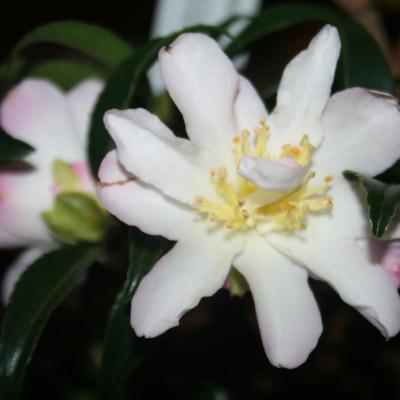 Camellia sasanqua 'Frosted Star'-2-