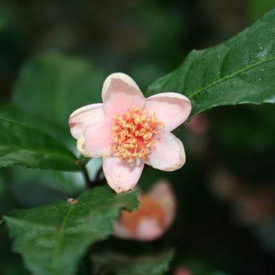 Camellia sinensis 'Beni-bana-sha'