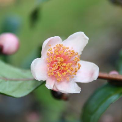 Camellia sinensis 'Beni-bana-sha'
