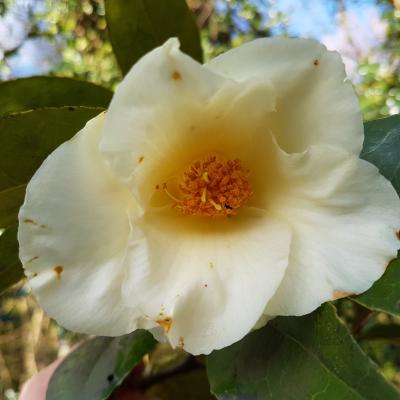 Camellia x 'Kichô'