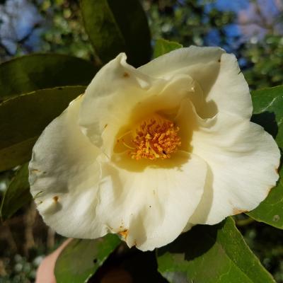 Camellia x 'Kichô'