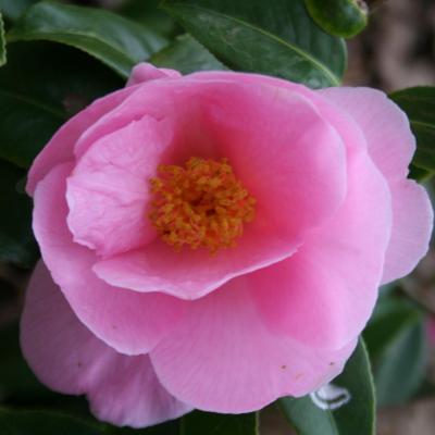 Camellia xwilliamsii 'Donation'