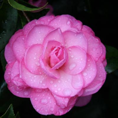 Camellia x williamsii 'Dream Boat'-6-