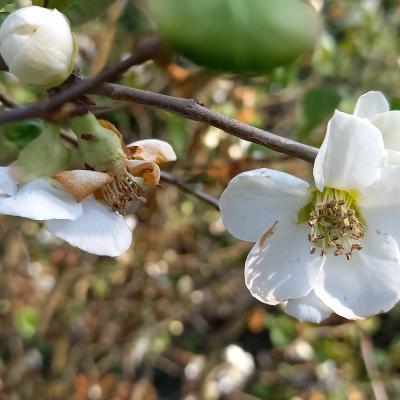 Chaenomeles speciosa 'Nivalis'