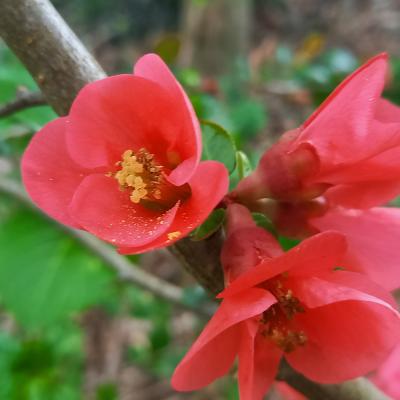 Chaenomeles xsuperba 'Crimson and Gold'