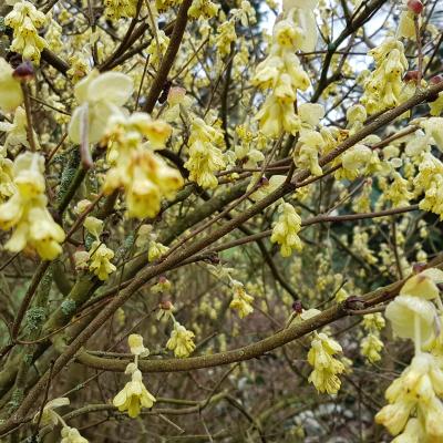 Corylopsis pauciflora