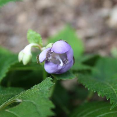 Deinanthe caerulea 'Blue Wonder'