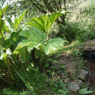 Gunnera manicata