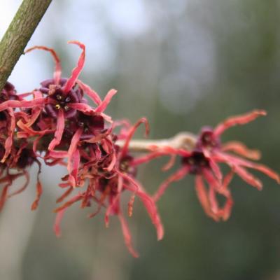 Hamamelis xintermedia 'Ruby Glow'-4-