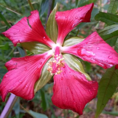 Hibiscus coccineus