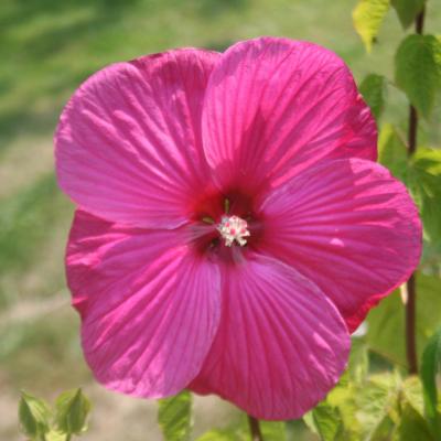 Hibiscus x moscheutos rouge