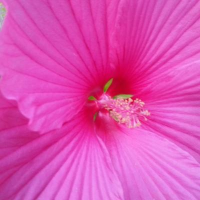 Hibiscus SUNIQ XXL 'Mauve' (2)