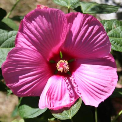 Hibiscus SUNIQ® XXL 'Mauve'