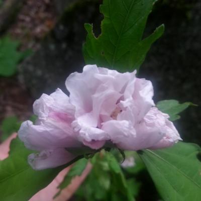 Hibiscus syriacus 'Comte de Hainaut'