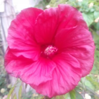 Hibiscus x moscheutos (2)