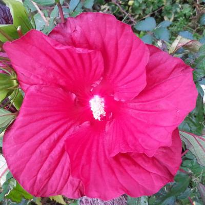 Hibiscus x moscheutos 'Fireball' (3)