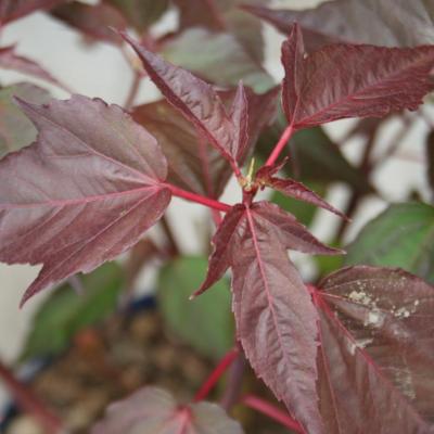 Hibiscus x moscheutos PLANET® GRIOTTE 'Tangri'-2-