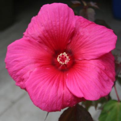 Hibiscus x moscheutos PLANET® GRIOTTE 'Tangri'