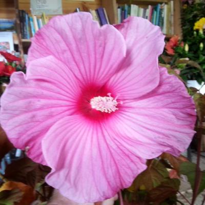 Hibiscus x moscheutos PLANET® SOLENE