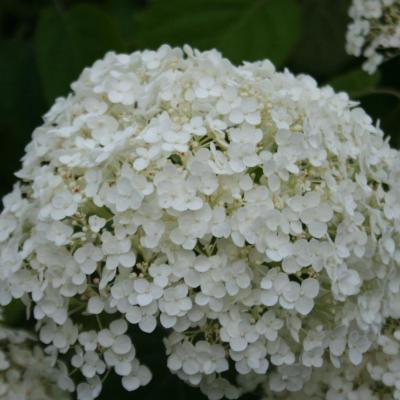 Hydrangea arborescens INCREDIBALL ®'Abetwo'-4-
