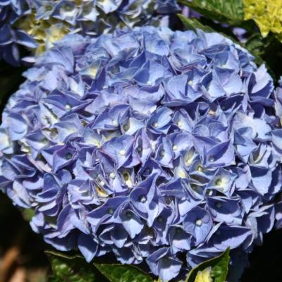 Hydrangea macrophylla 'Anda'®