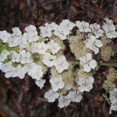 Hydrangea quercifolia 'Ice Crystal'