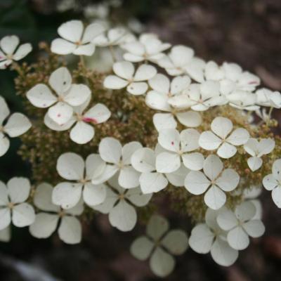 Hydrangea quercifolia 'Pee-Wee'-7-